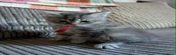 Ragcoon cats for sale: Beautiful Ragcoon Litter - Advert 6