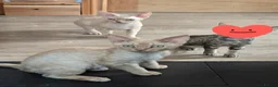 Devon Rex cats for sale: Beautiful Devon Rex Boy :) - Advert 3