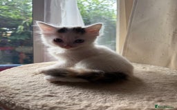 Mixed Breed cats for sale: Half Sphynx READY to Go 🩷 £200 - Image 11