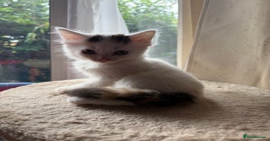 Mixed Breed cats - Advert 16