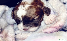 Shihpoo dogs for sale: 5 star rated Toy shihpoo puppies - Image 31
