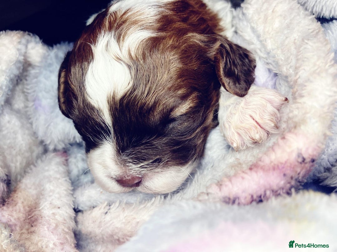 Shihpoo dogs for sale: 5 star rated Toy shihpoo puppies - Image 31