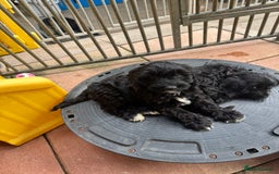 Cockapoo dogs for sale: F1 Puppies for Sale - Image 4