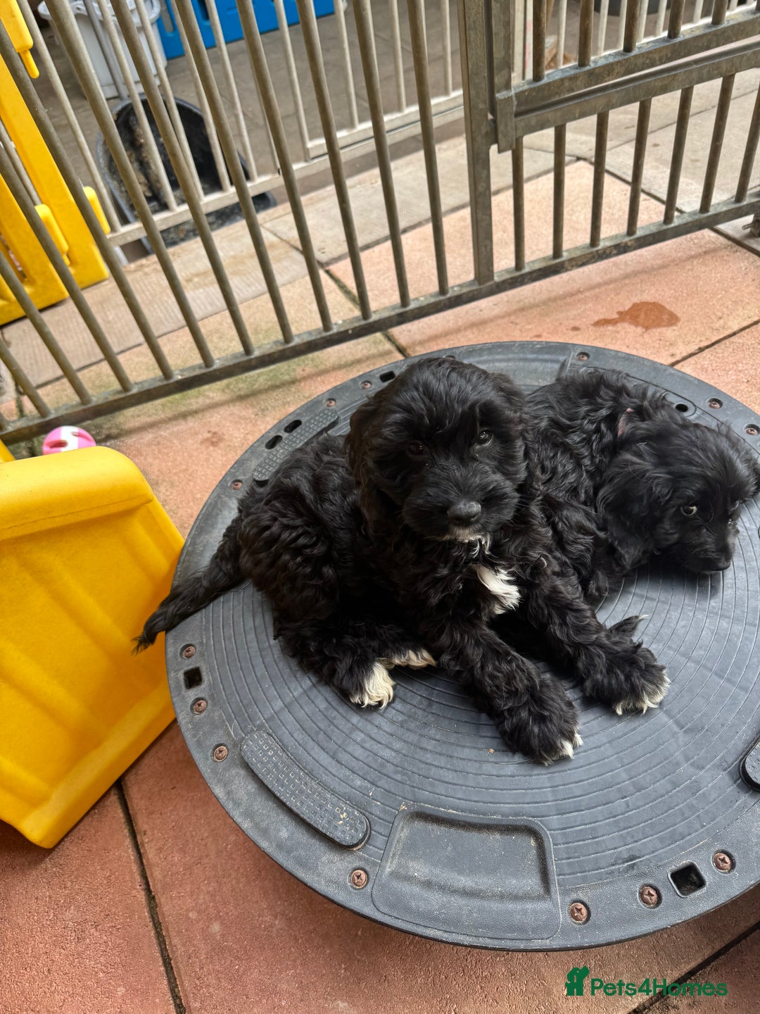 Cockapoo dogs for sale: F1 Puppies for Sale - Image 4