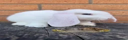French Lop rabbits for sale: Quality French Lop Rabbits - Advert 5