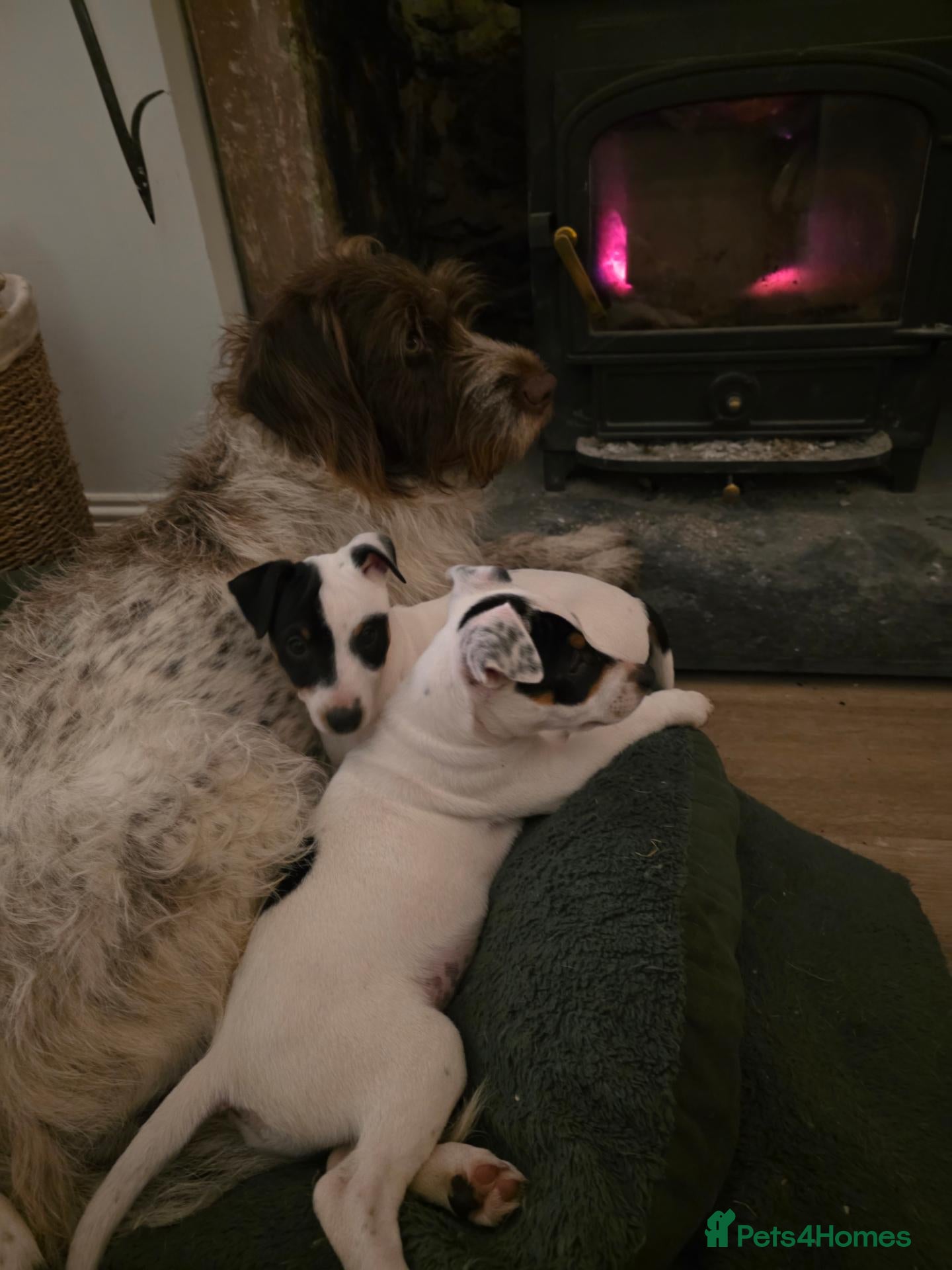 Jack Russell dogs One boy Jack russell left! - Advert 1