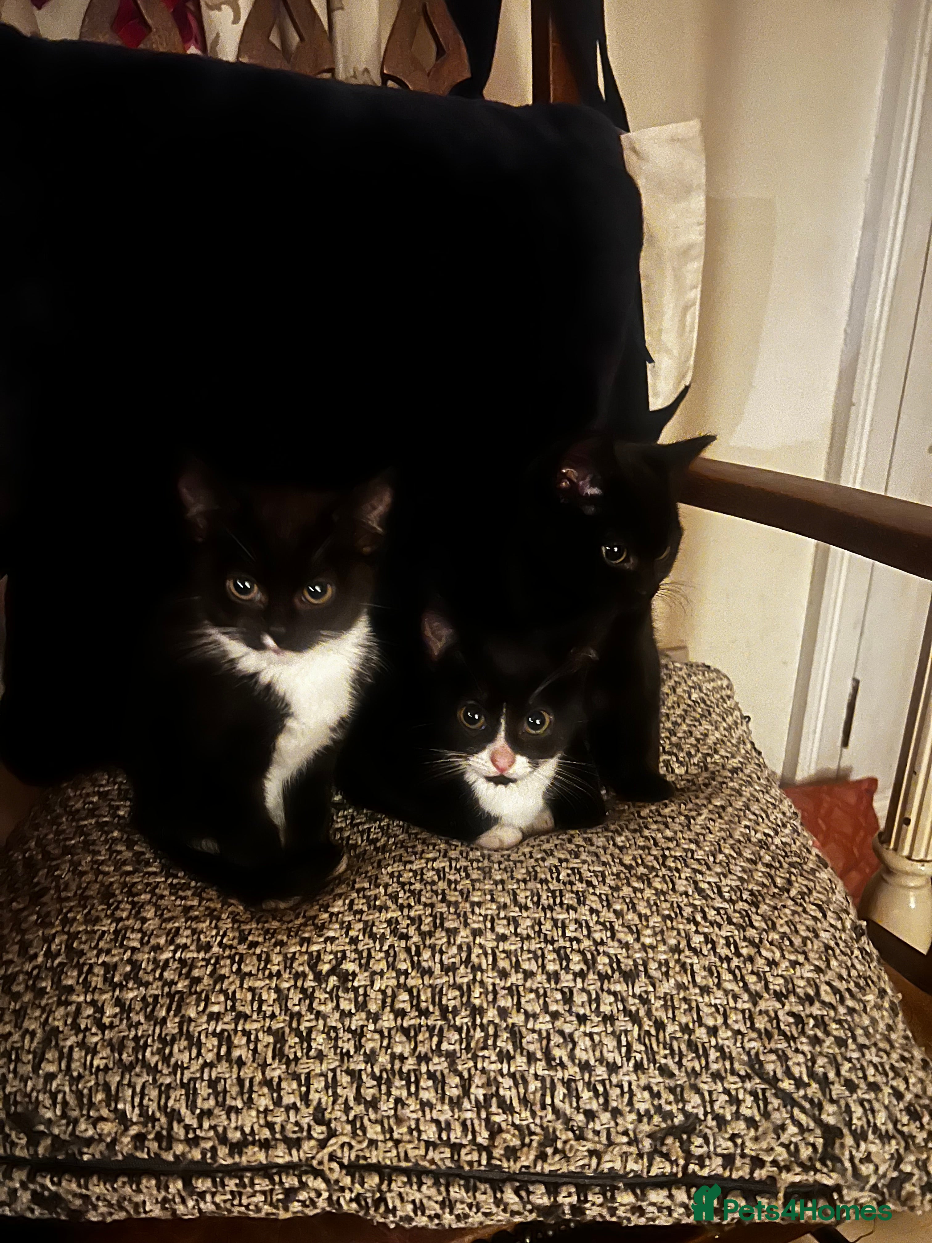 Mixed Breed cats Cute and Friendly Kittens - Advert 1