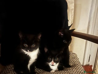 Mixed Breed cats Cute and Friendly Kittens - Advert 1