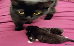 Mixed Breed cats for sale: Black and White Tuxedo kittens - Image 5