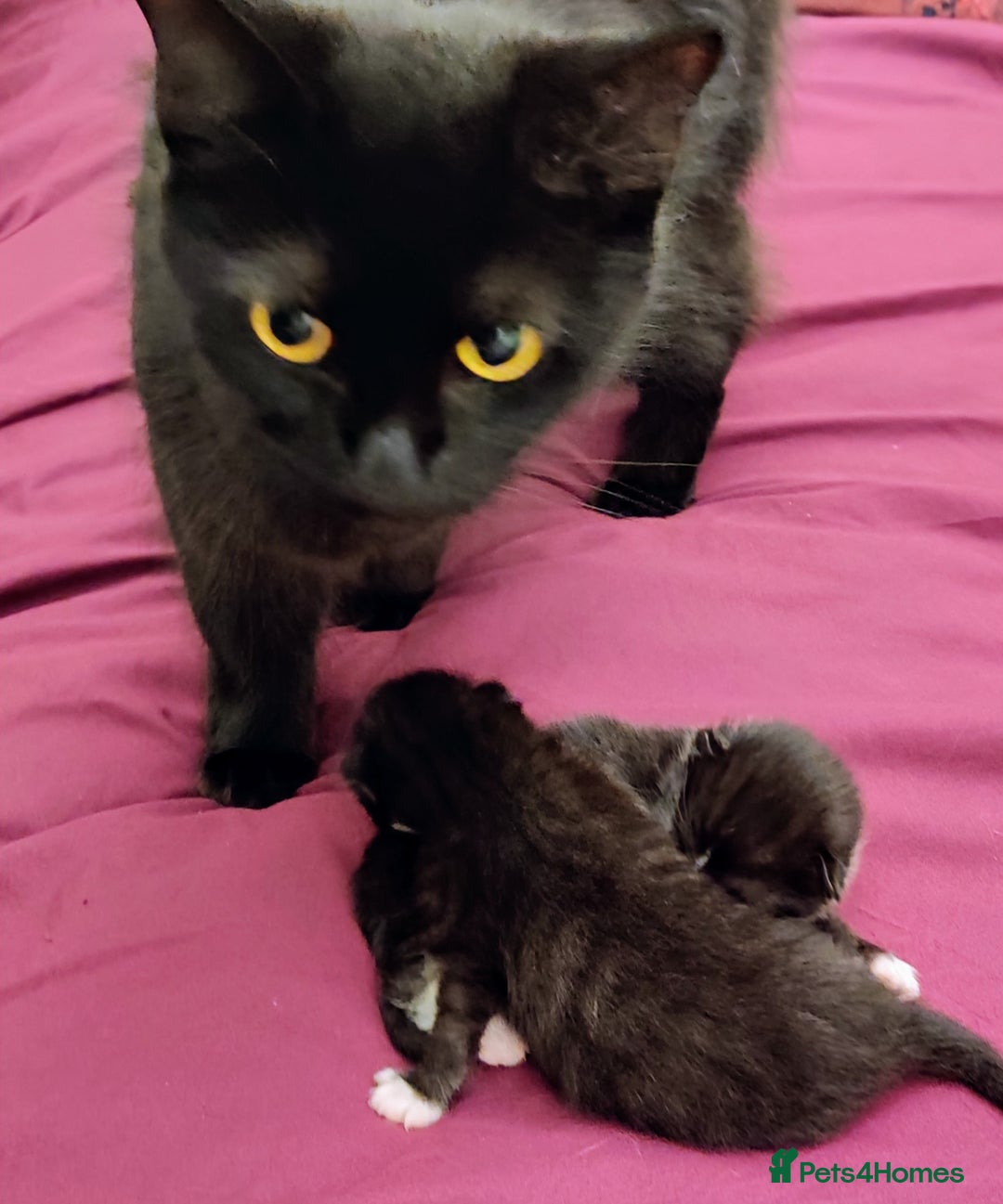 Mixed Breed cats for sale: Black and White Tuxedo kittens - Image 5