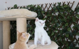 British Shorthair cats for sale: Ready CH Bloodlines BSH TICA registered kittens in Feltham - Image 18