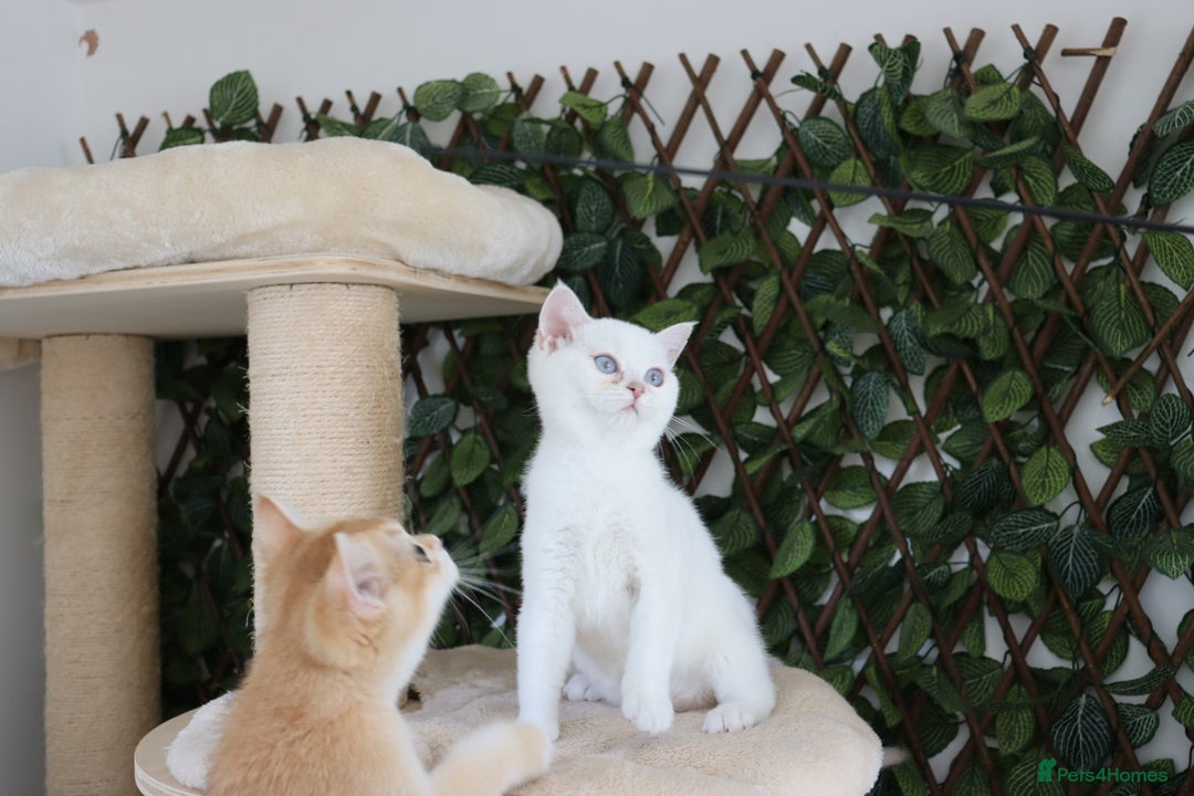 British Shorthair cats for sale: Ready CH Bloodlines BSH TICA registered kittens in Feltham - Image 18
