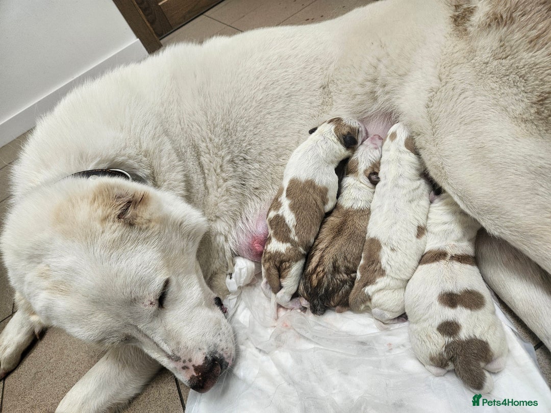 Central Asian Shepherd dogs for sale: Beuatiful central Asian shepherd puppies - Image 2