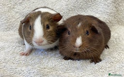 Guinea Pig rodents for sale: Guinea Pigs bonded pair ready to go  - Image 8