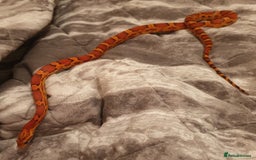 Corn Snake reptiles for sale: Red Factor Okeetee Female Cornsnake CB20 - Image 3