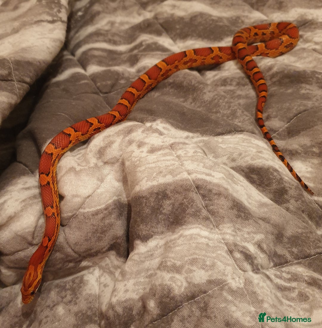 Corn Snake reptiles for sale: Red Factor Okeetee Female Cornsnake CB20 - Image 3