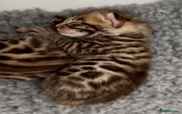 Bengal cats for sale: Exceptional show quality Brown TICA registered 🥰 - Image 8