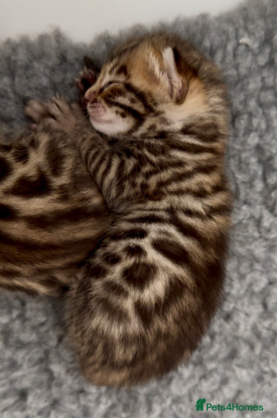 Bengal cats for sale: Exceptional show quality Brown TICA registered 🥰 - Image 8