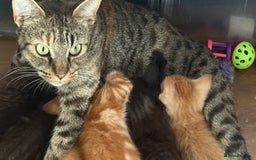 Mixed Breed cats for sale: Bengal cross male kittens  - Image 7