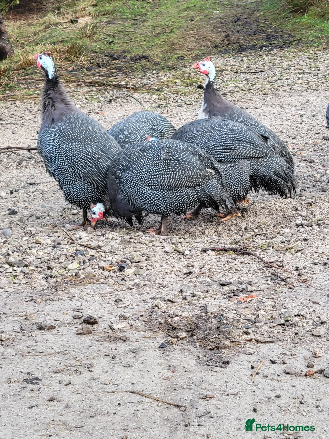Guinea Fowl poultry for sale: Female Guinea Fowl for Sale! - Advert 3
