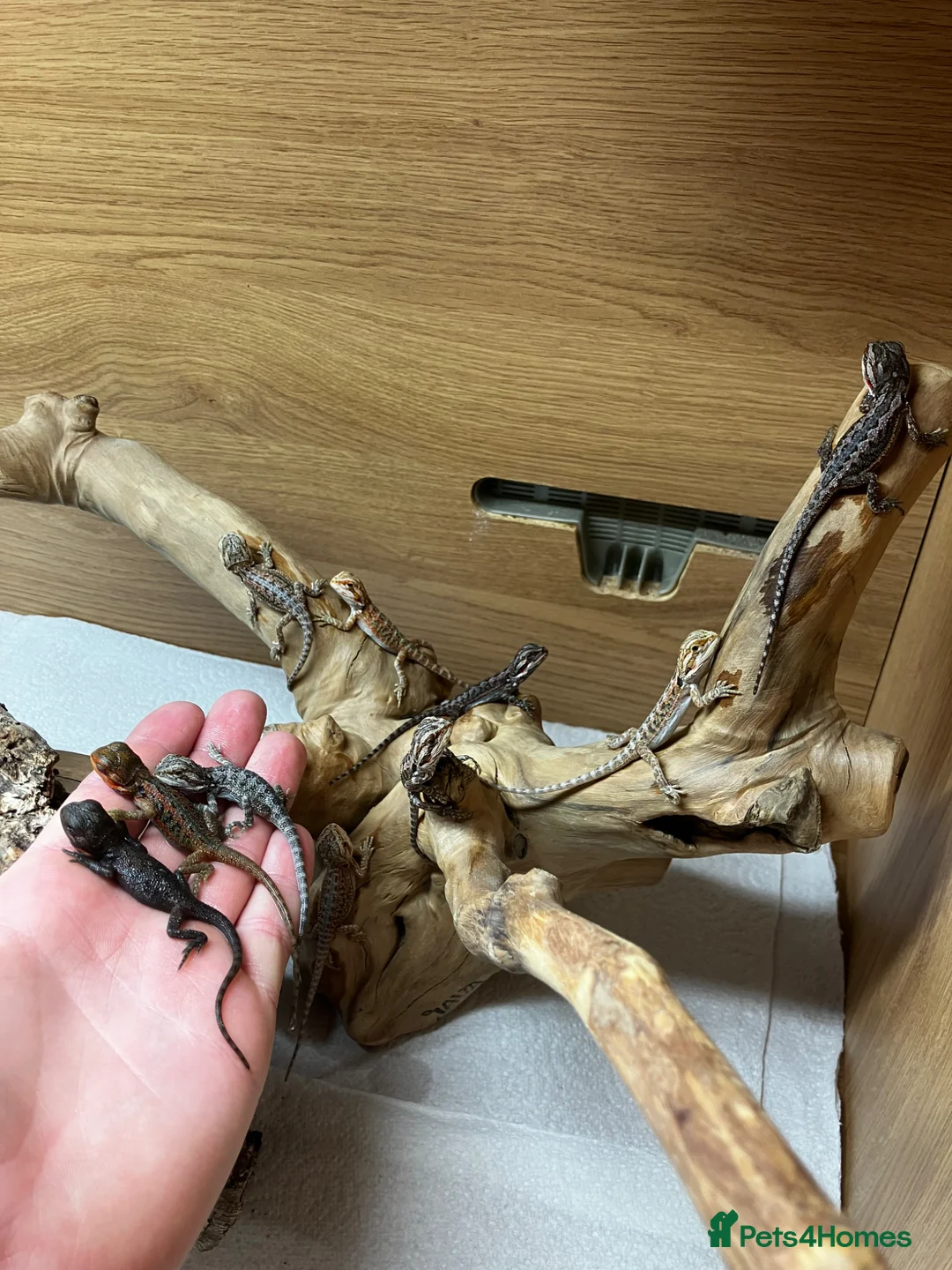 Bearded Dragon reptiles for sale: Baby Bearded Dragons For Sale! - Advert 1