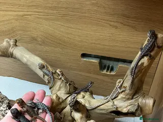 Bearded Dragon reptiles Baby Bearded Dragons For Sale! - Advert 1