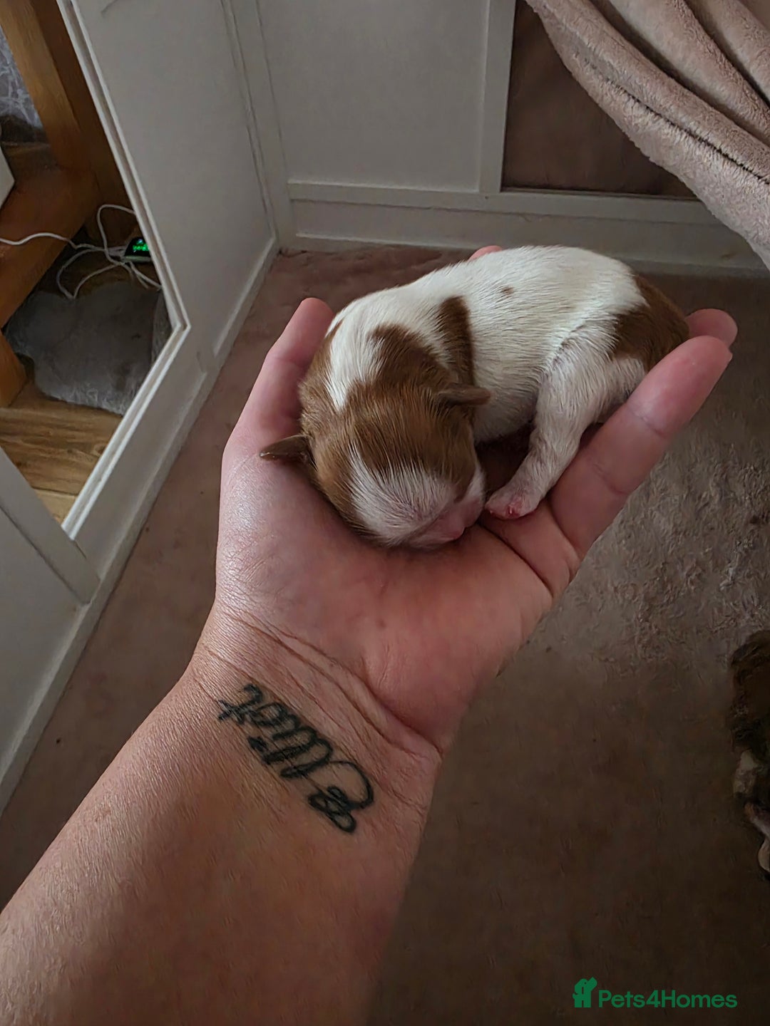 Shih Tzu dogs for sale: Imperial shih tzu stunning - Advert 14