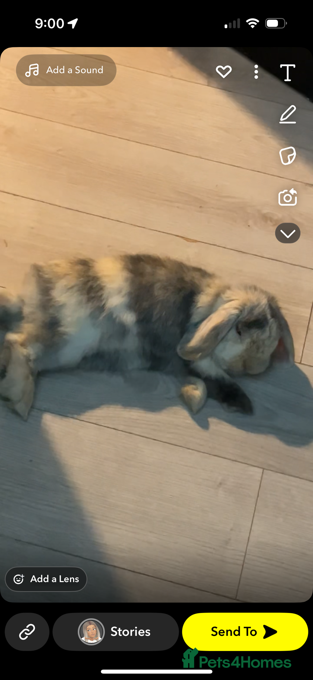 Dwarf Lop rabbits for sale: Male Harlequin Dwarf Rabbit  - Image 3