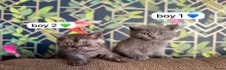 Exotic cats for sale: British short hair cross Persian  - Advert 7