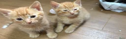 Mixed Breed cats for sale: Bengal cross kittens  - Advert 3