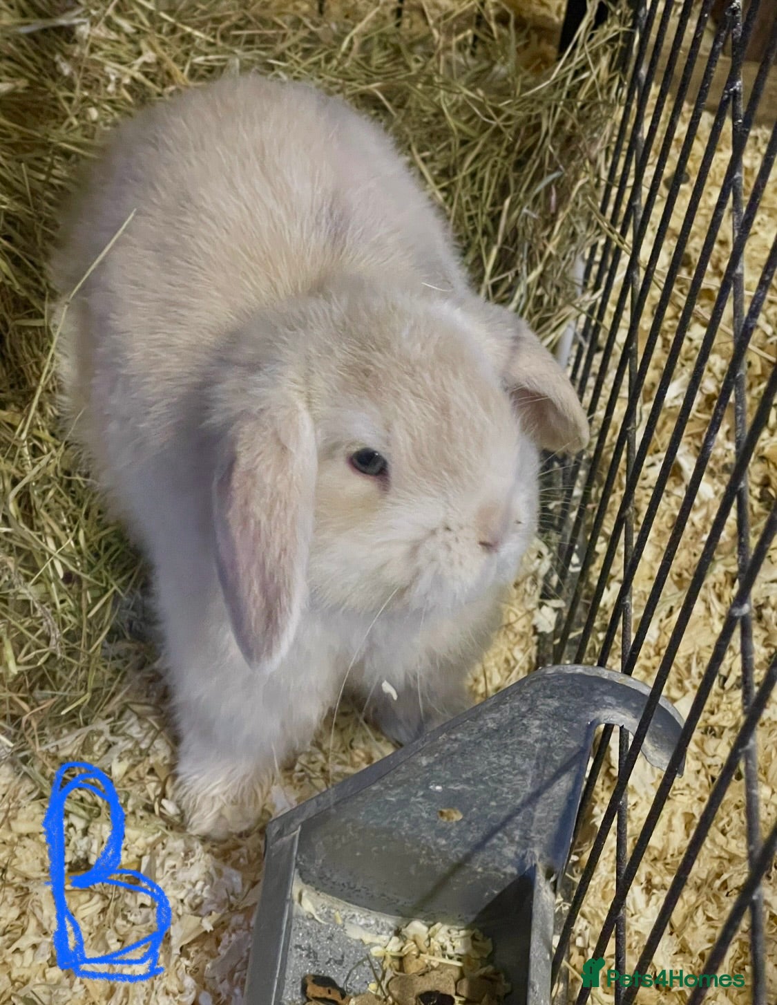 Mini Lop rabbits Mini lops - Advert 16