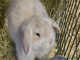 Mini Lop rabbits Mini lops - Advert 1