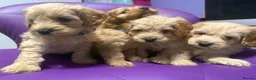 Cockapoo dogs for sale: Beautiful puppies  - Advert 16