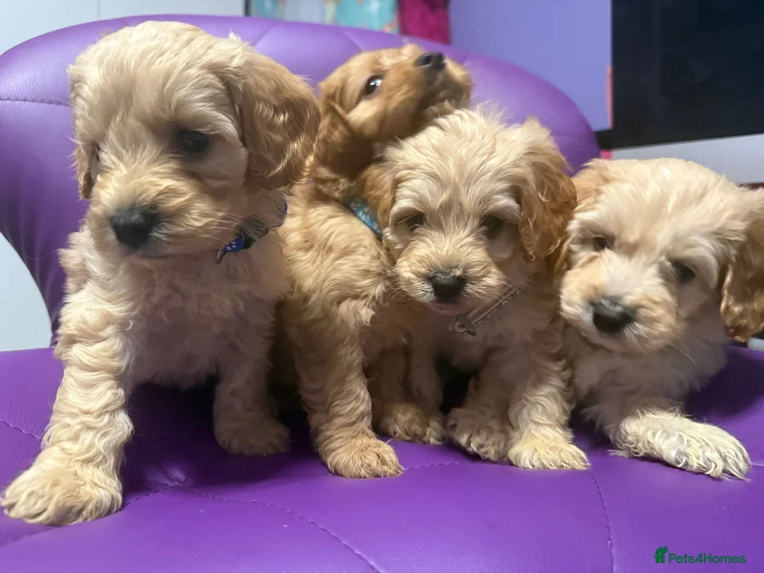 Cockapoo dogs for sale: Beautiful puppies  - Advert 16