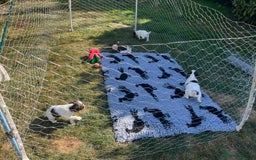 English Springer Spaniel dogs for sale: English Springer Spaniel Pups - Image 5