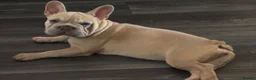 French Bulldog dogs for sale: Beautiful French bulldog pups - Advert 6