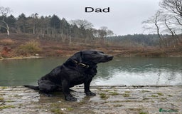 Labrador Retriever dogs for sale: 6 x Beautiful Black Labrador Puppies for sale. - Image 15