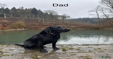 Labrador Retriever dogs - Advert 6