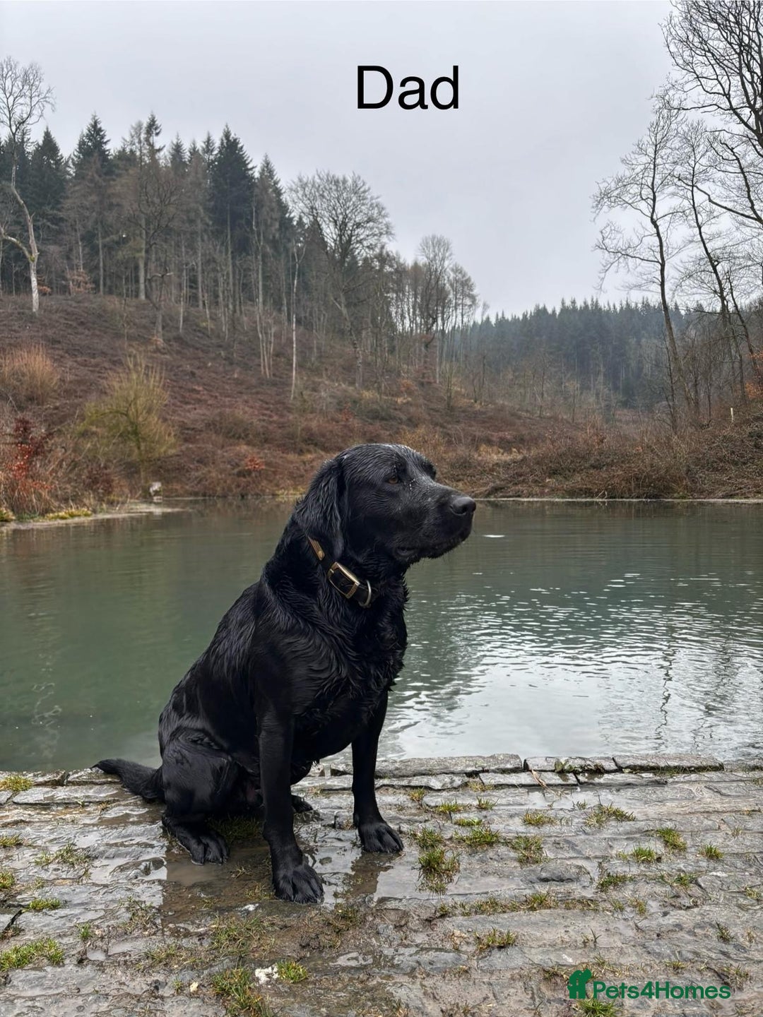 Labrador Retriever dogs for sale: 6 x Beautiful Black Labrador Puppies for sale. - Image 15