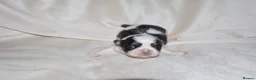 Shih Tzu dogs for sale: ‼️Tiny imperial babies super rare dna🧬 in Liverpool - Advert 6