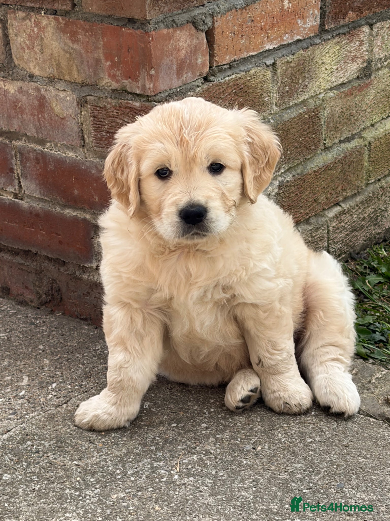 Golden Retriever dogs 1 beautiful male golden retriever - Advert 5