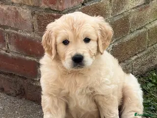 Golden Retriever dogs 1 beautiful male golden retriever - Advert 5