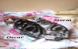 Mixed Breed cats for sale: 2 cute boys Russian blue and Bengal mix  - Advert 3