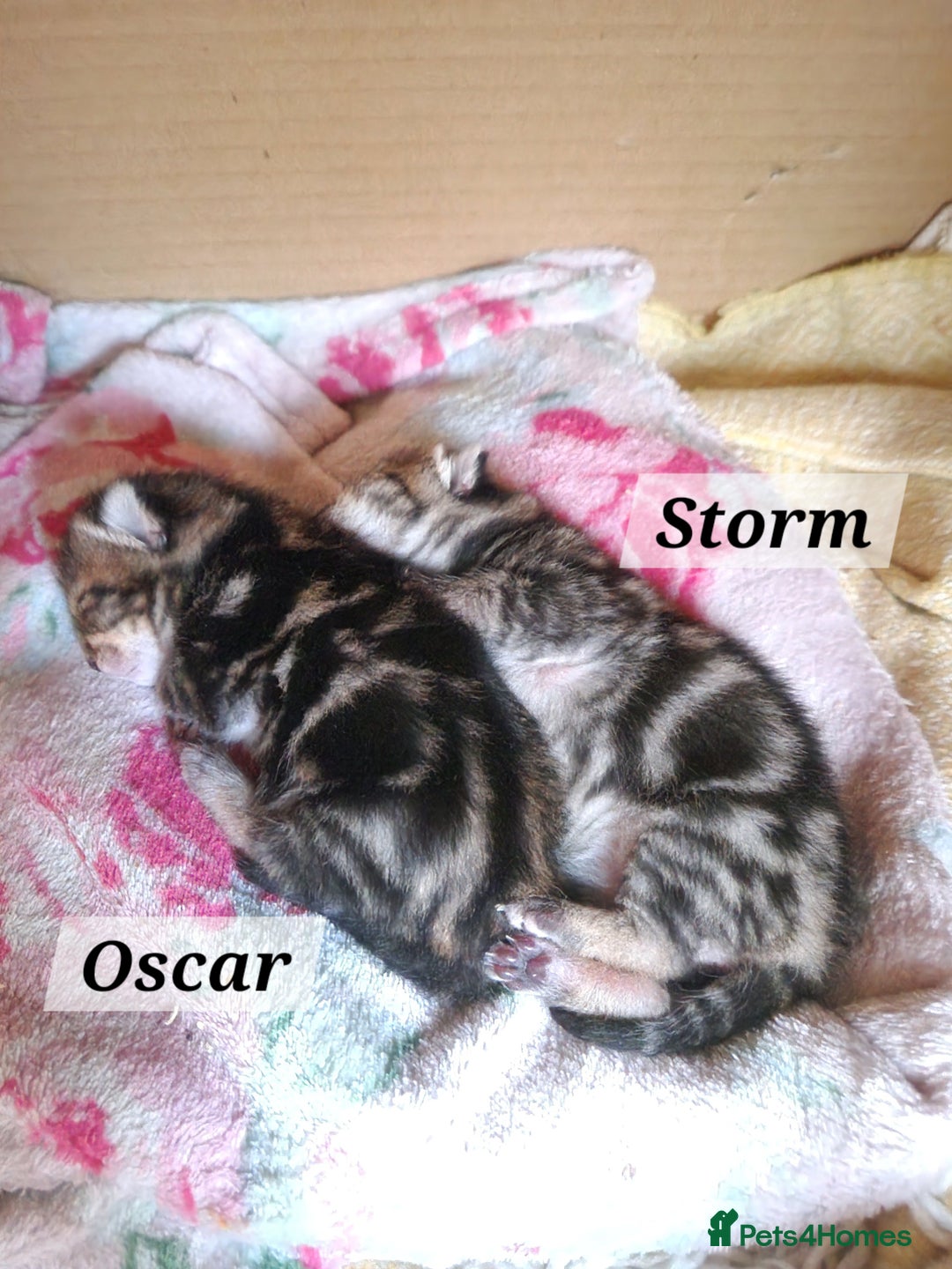 Mixed Breed cats for sale: 2 cute boys Russian blue and Bengal mix  - Advert 3