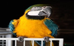 Macaws birds for sale: Blue and Gold Macaw  - Image 2