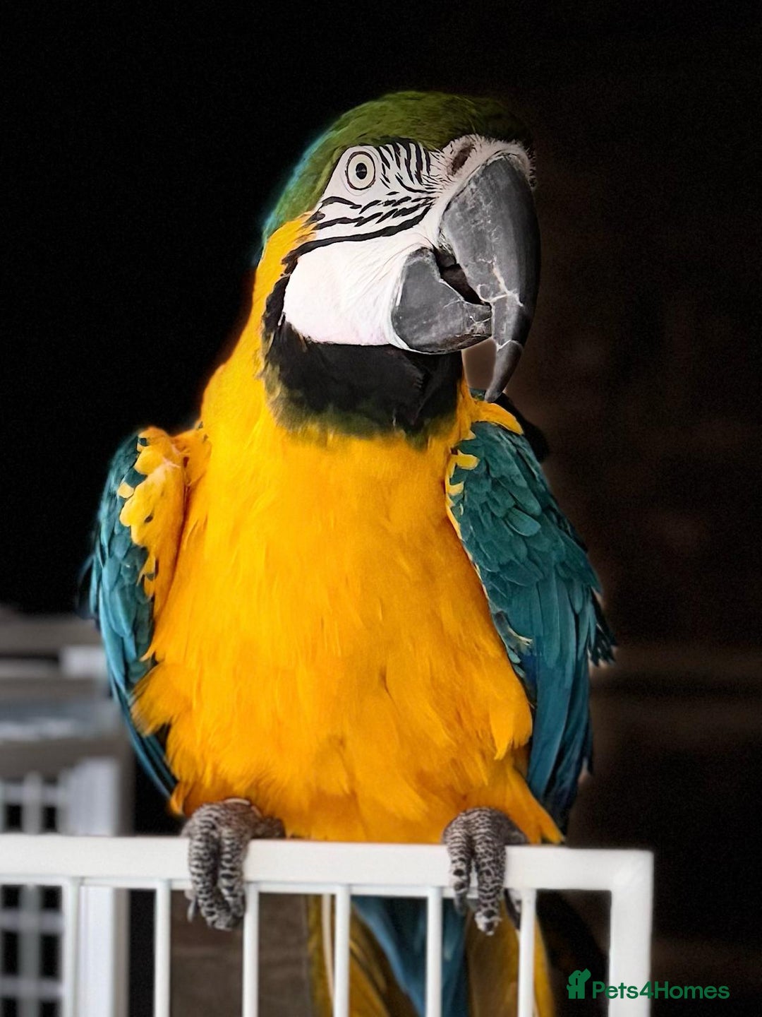 Macaws birds for sale: Blue and Gold Macaw  - Image 2