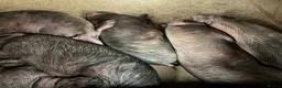 Pig livestock for sale: Sow and litter for sale and in pig gilts  - Advert 4