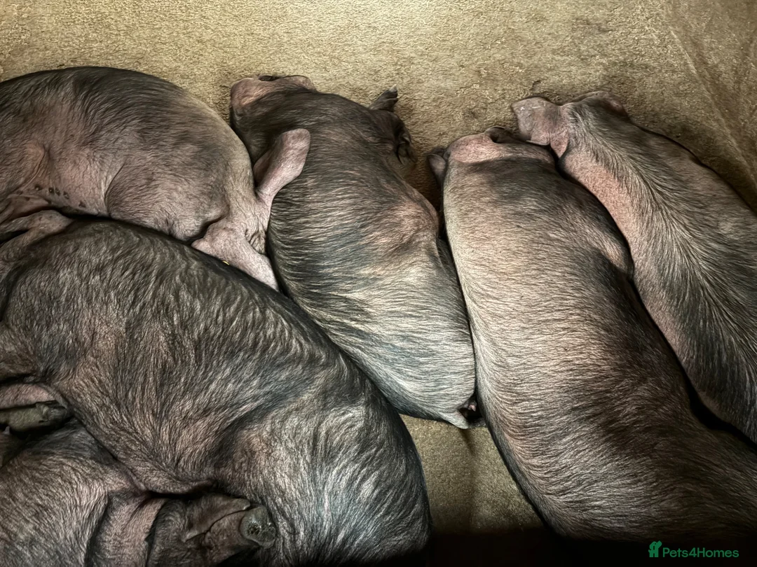 Pig livestock for sale: Sow and litter for sale and in pig gilts  - Advert 4