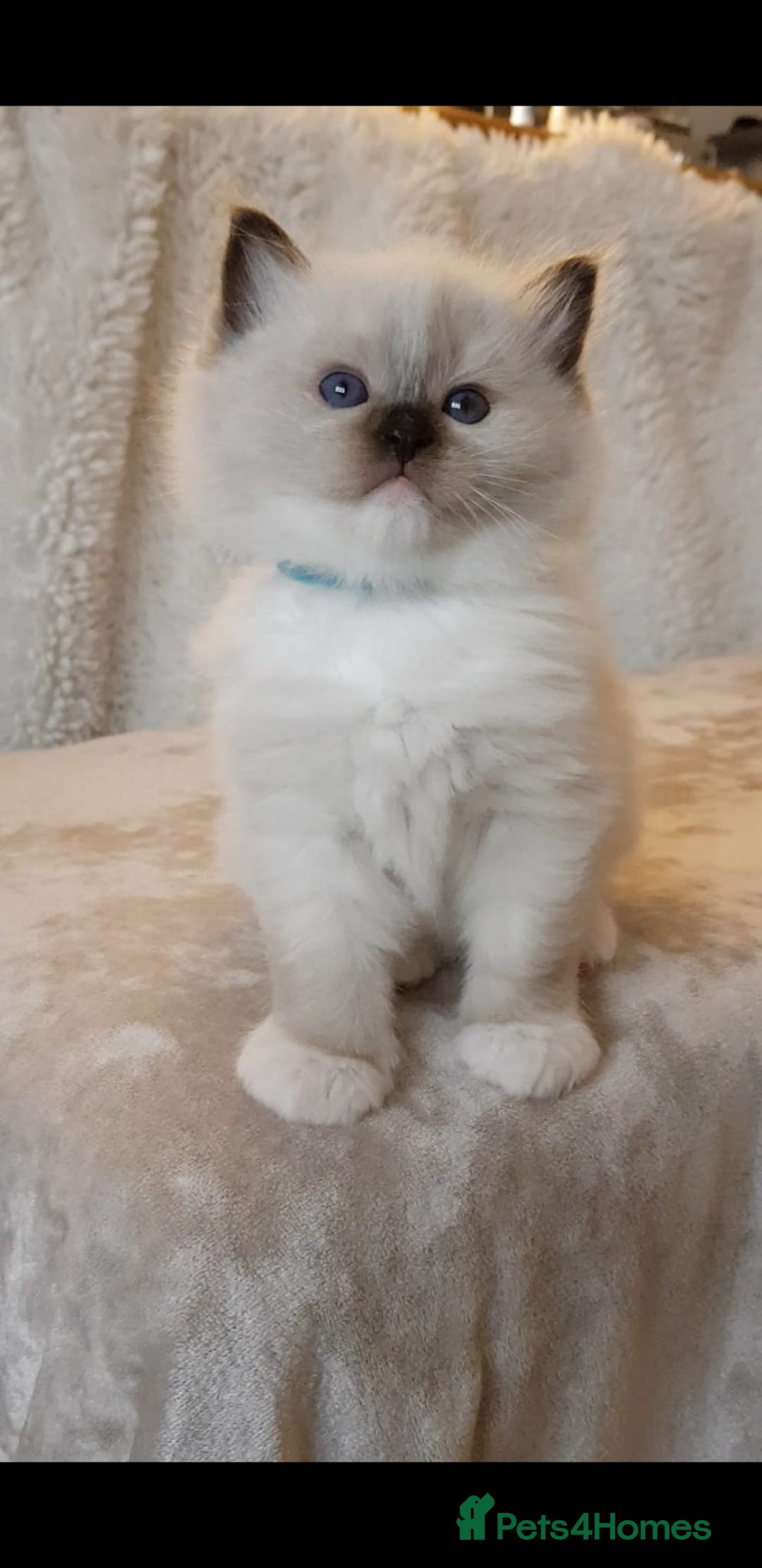 Ragdoll cats for sale: Exceptional Bloodlines Ragdoll kittens  - Advert 10