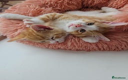Mixed Breed cats for sale: Kittens  - Image 2